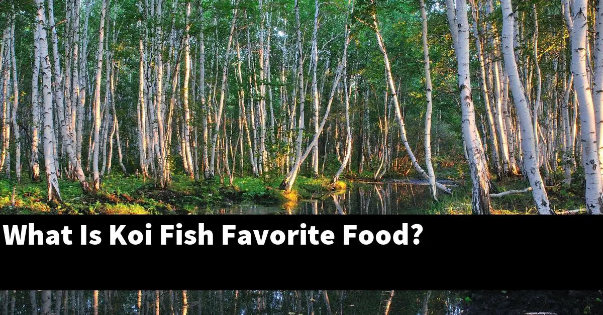 What Is Koi Fish Favorite Food?