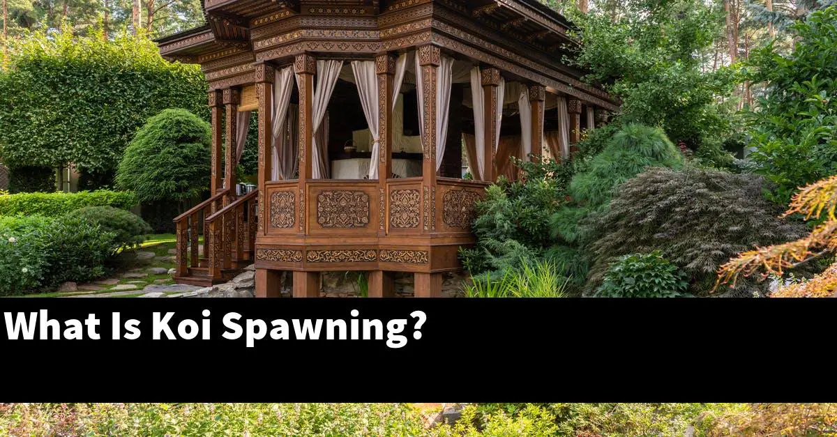 What Is Koi Spawning?