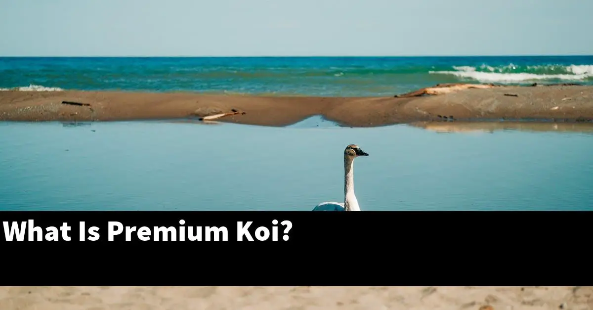 What Is Premium Koi?