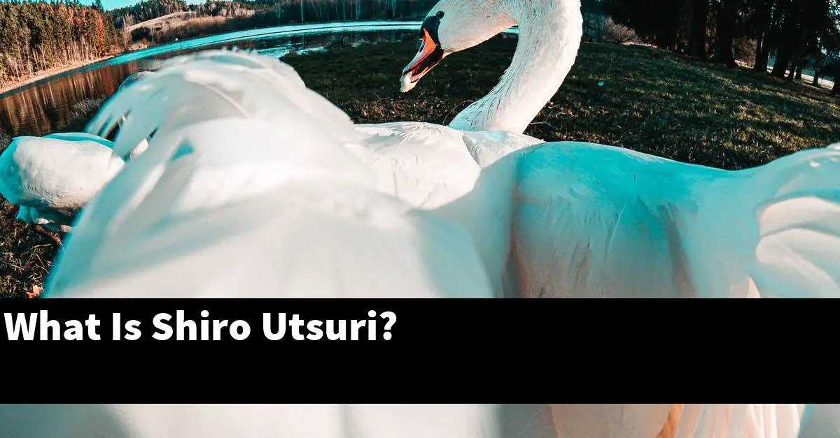 What Is Shiro Utsuri?