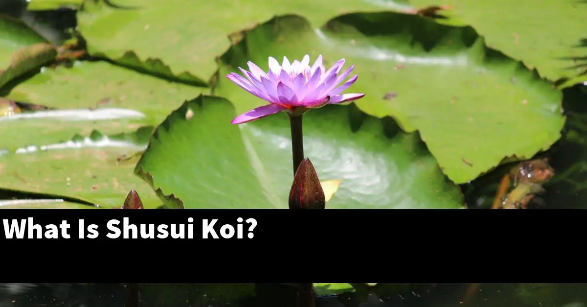 What Is Shusui Koi?