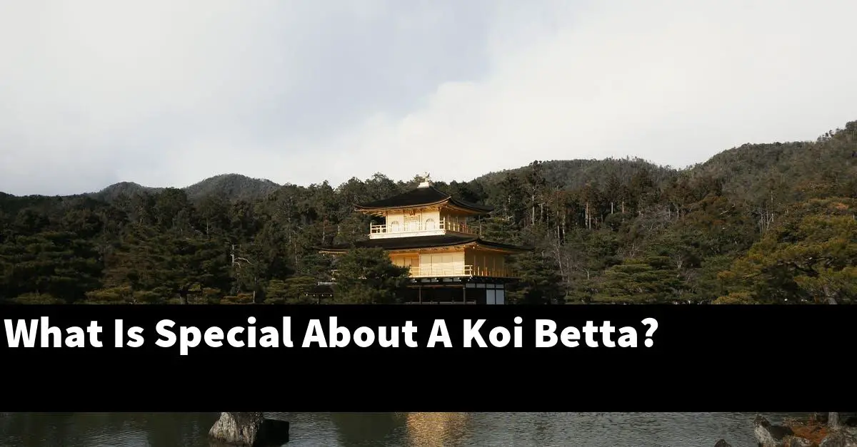 What Is Special About A Koi Betta?