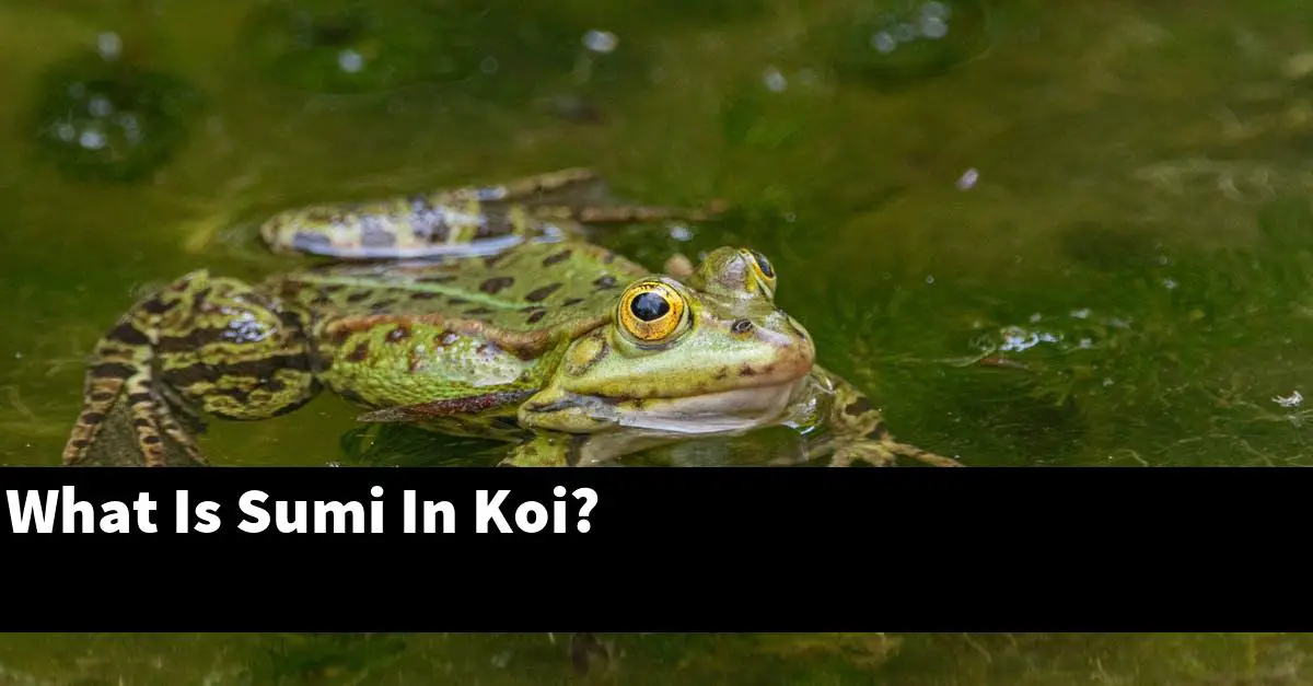 What Is Sumi In Koi?