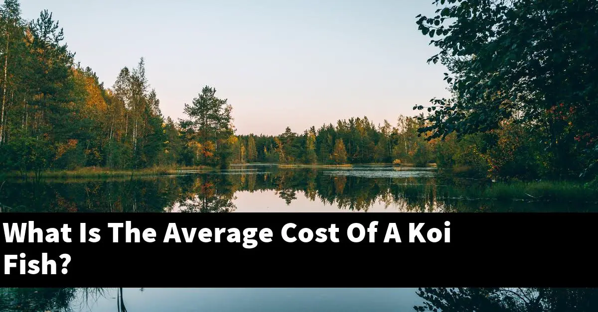 What Is The Average Cost Of A Koi Fish?