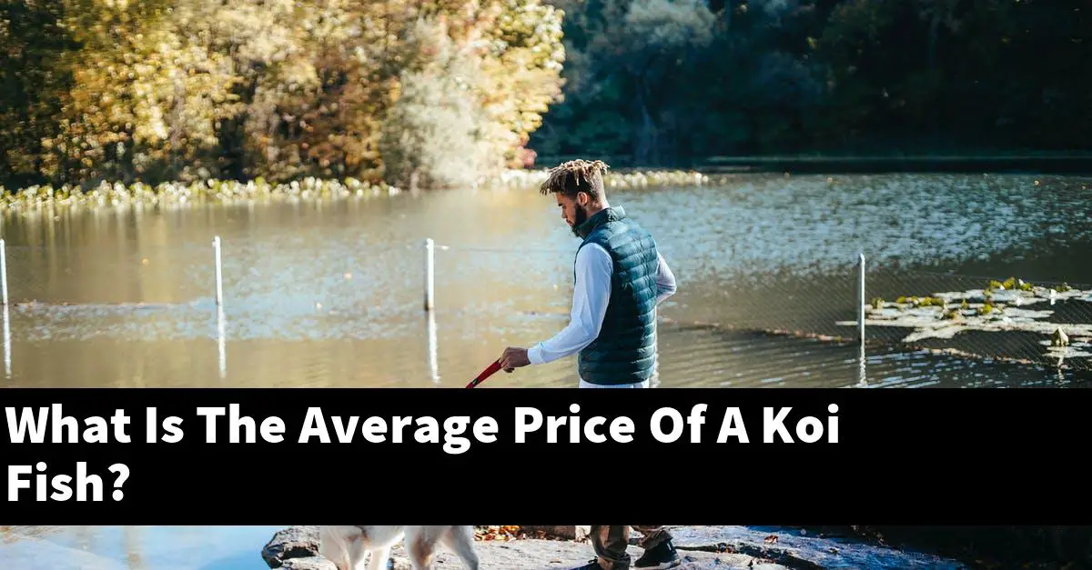 What Is The Average Price Of A Koi Fish?