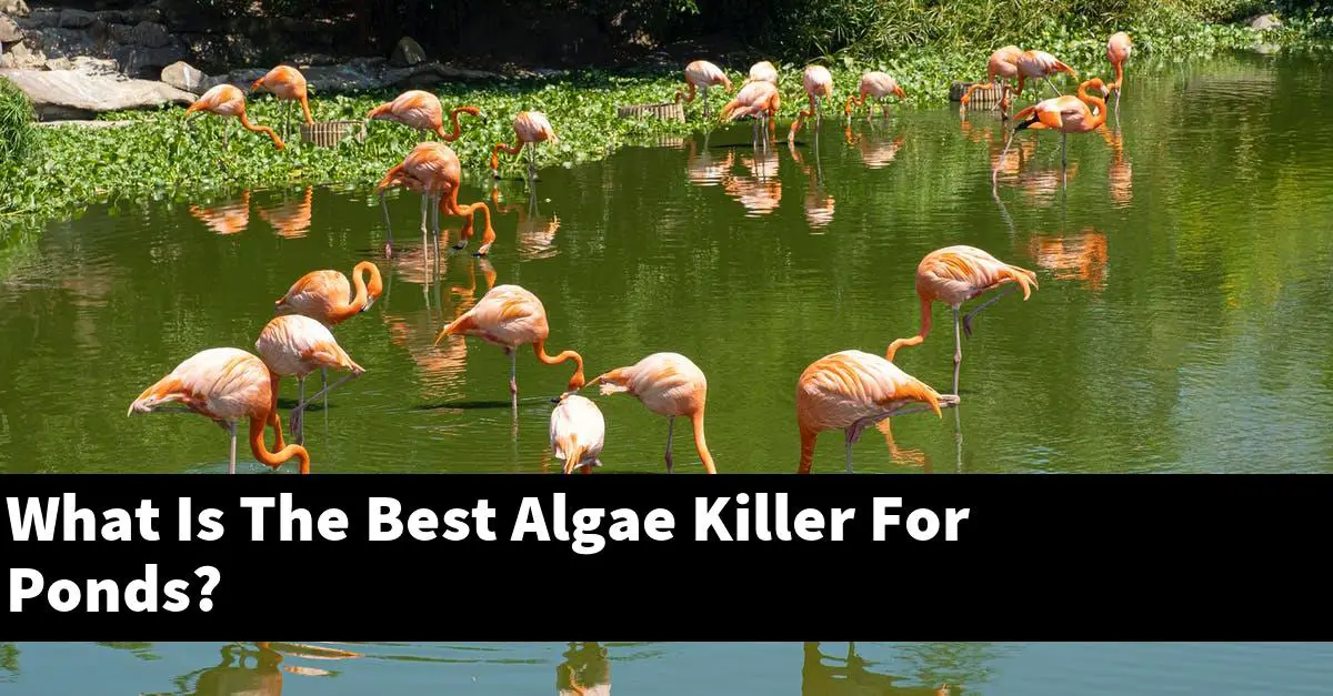 What Is The Best Algae Killer For Ponds?