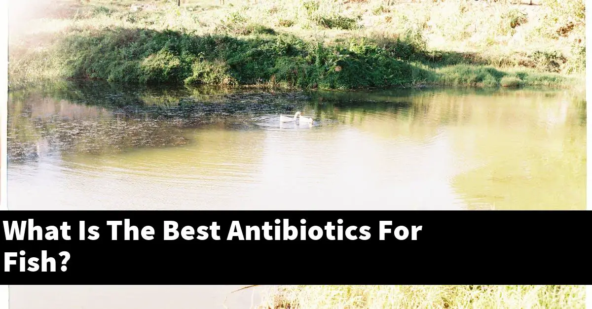 What Is The Best Antibiotics For Fish?