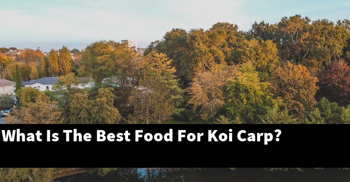 What Is The Best Food For Koi Carp?