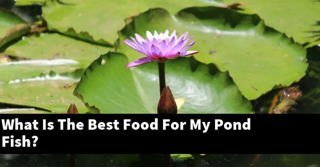 what-is-the-best-food-for-my-pond-fish-2024-guide-gold-koi-fish