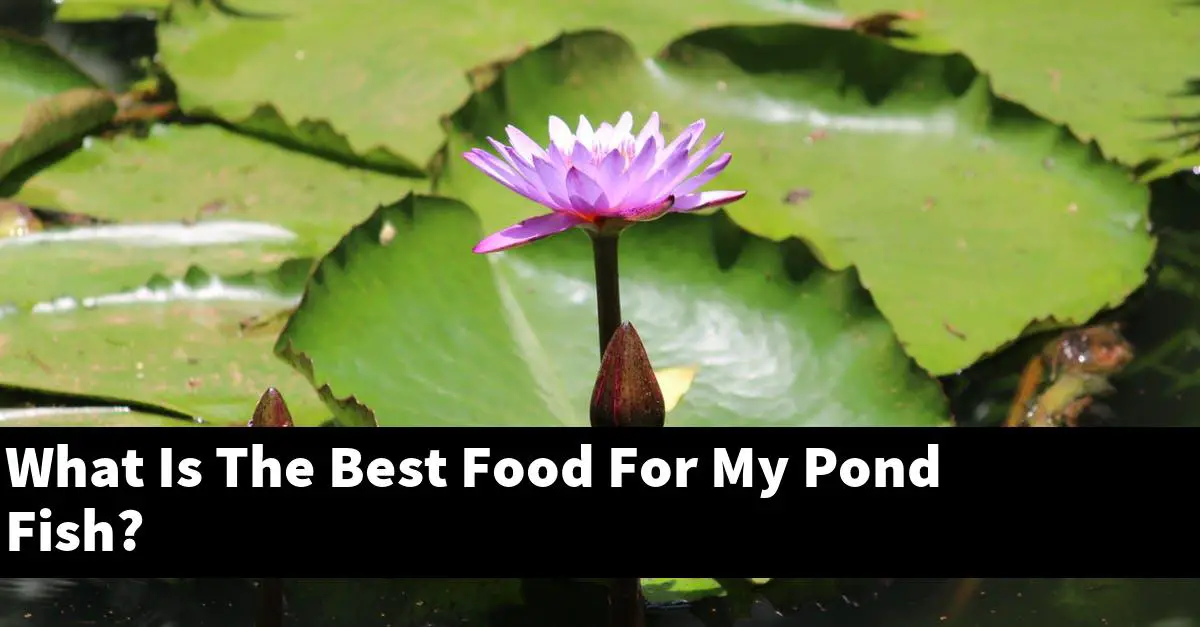 What Is The Best Food For My Pond Fish?