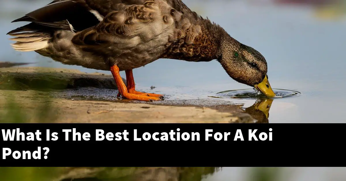 What Is The Best Location For A Koi Pond?