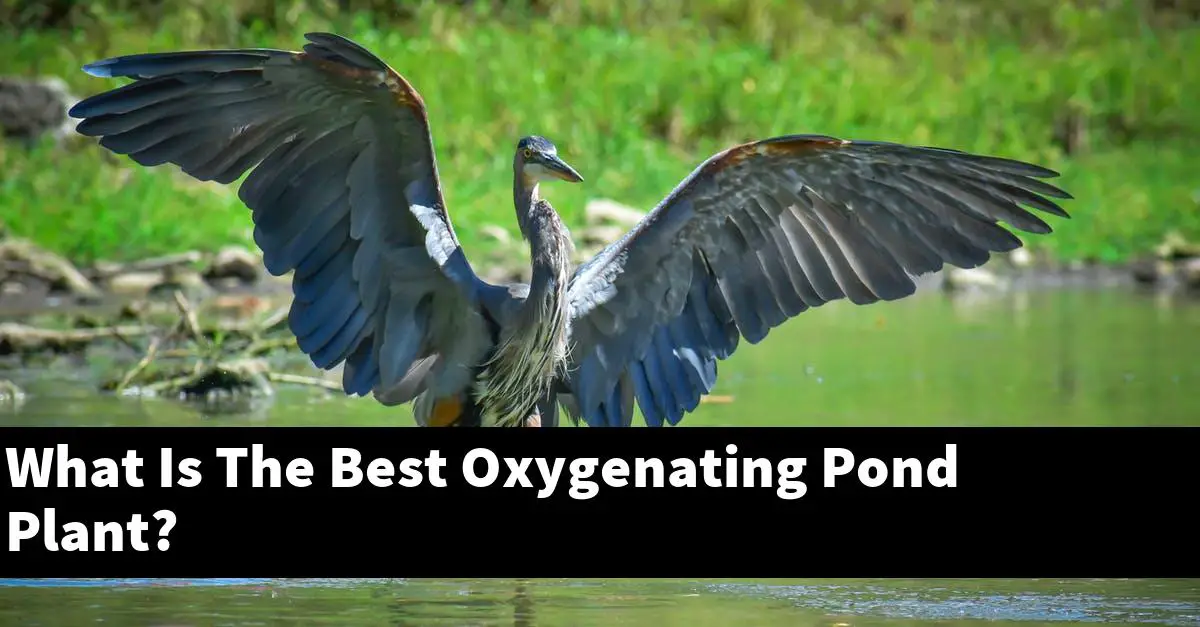 What Is The Best Oxygenating Pond Plant?