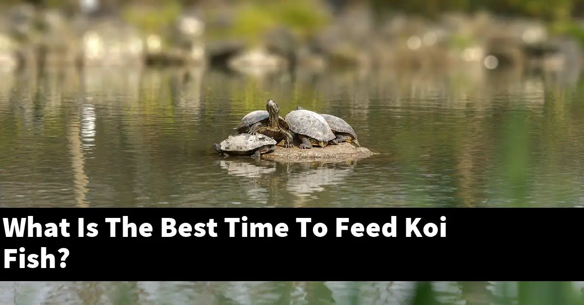 What Is The Best Time To Feed Koi Fish?