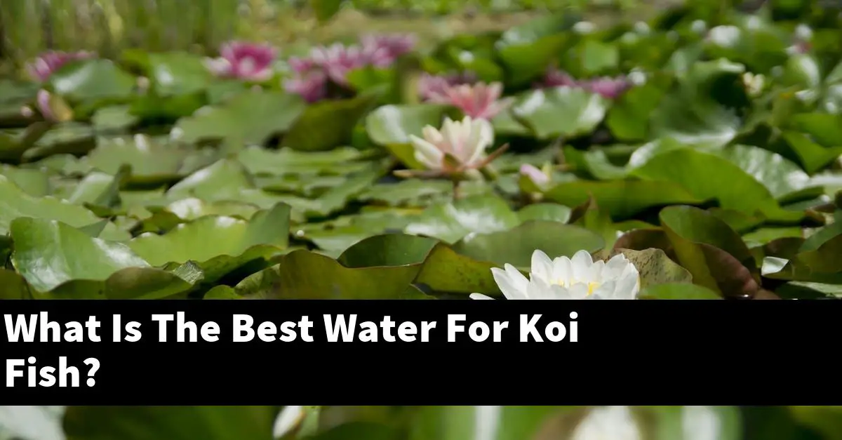 What Is The Best Water For Koi Fish?