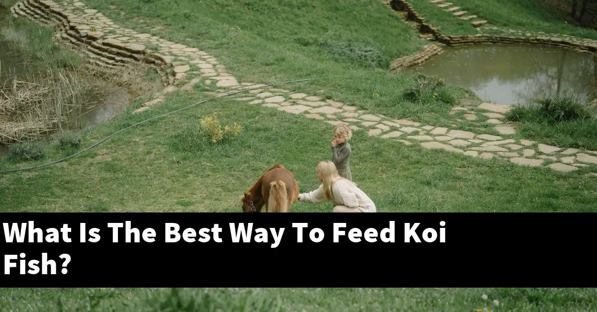 What Is The Best Way To Feed Koi Fish?