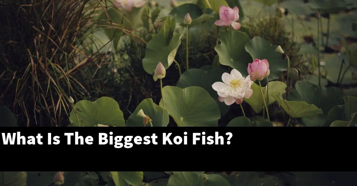 What Is The Biggest Koi Fish?