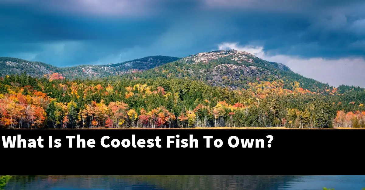 What Is The Coolest Fish To Own?