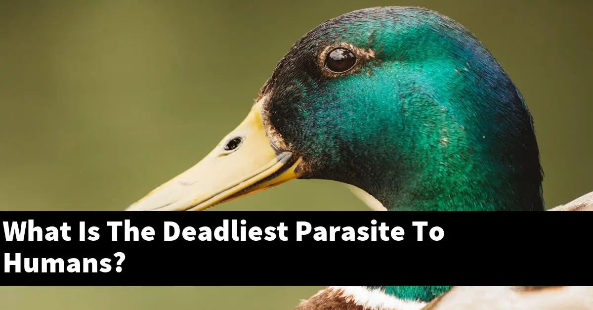 What Is The Deadliest Parasite To Humans?