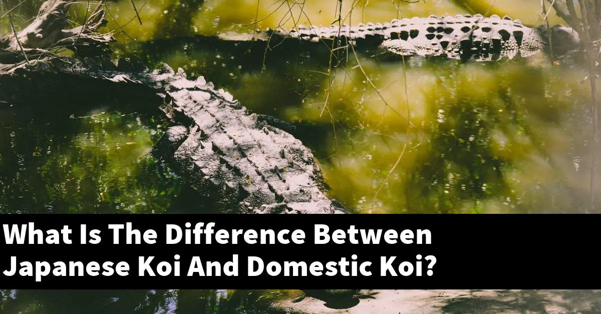 What Is The Difference Between Japanese Koi And Domestic Koi?