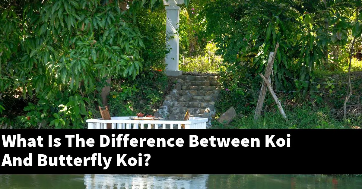 What Is The Difference Between Koi And Butterfly Koi?