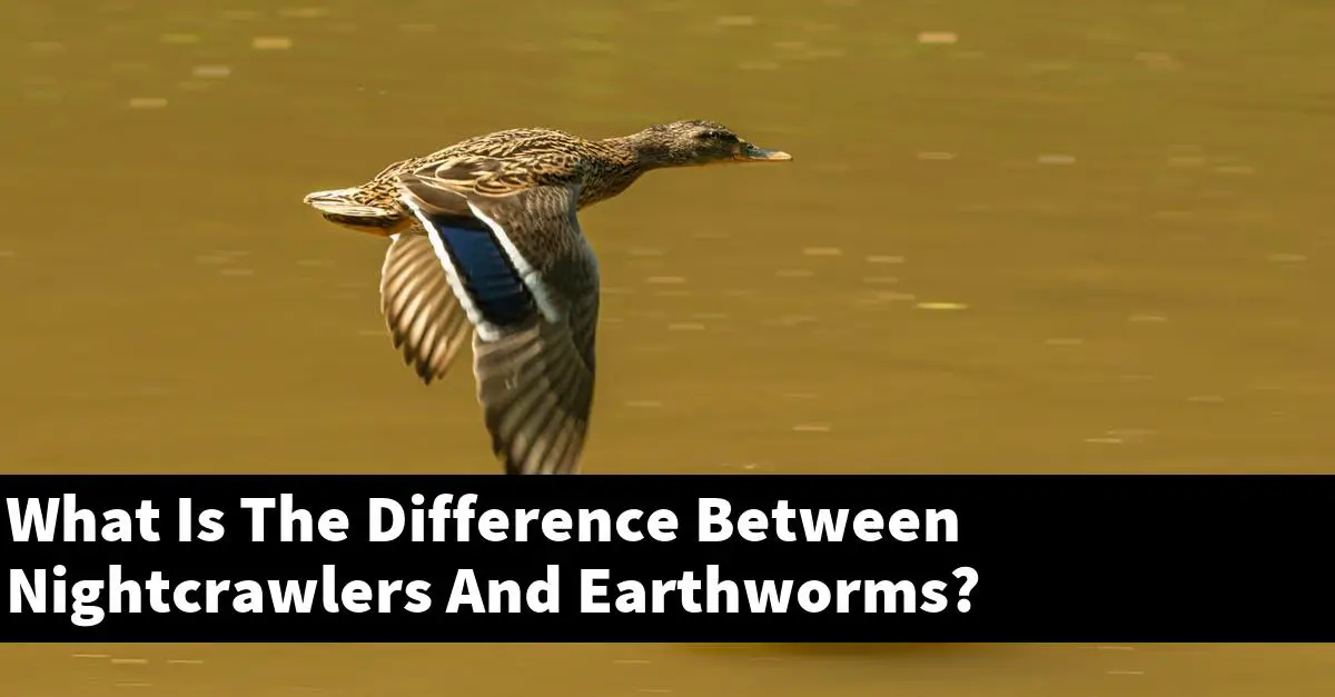 What Is The Difference Between Nightcrawlers And Earthworms?