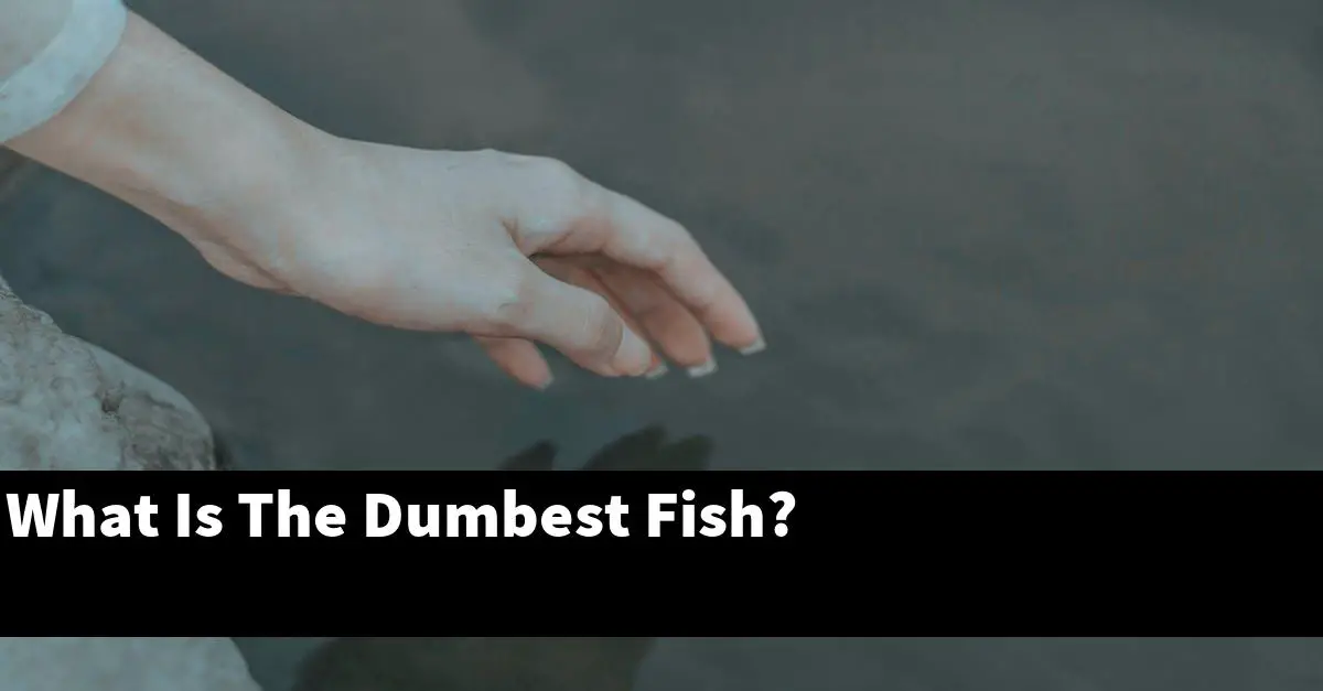 What Is The Dumbest Fish?