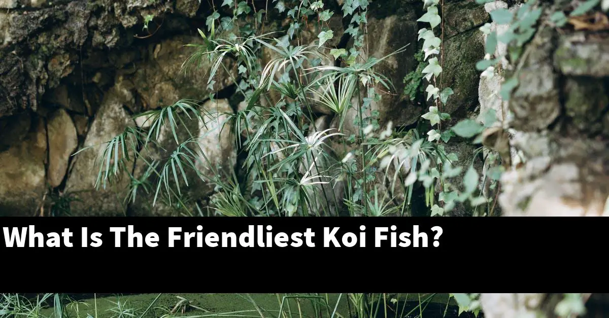 What Is The Friendliest Koi Fish?