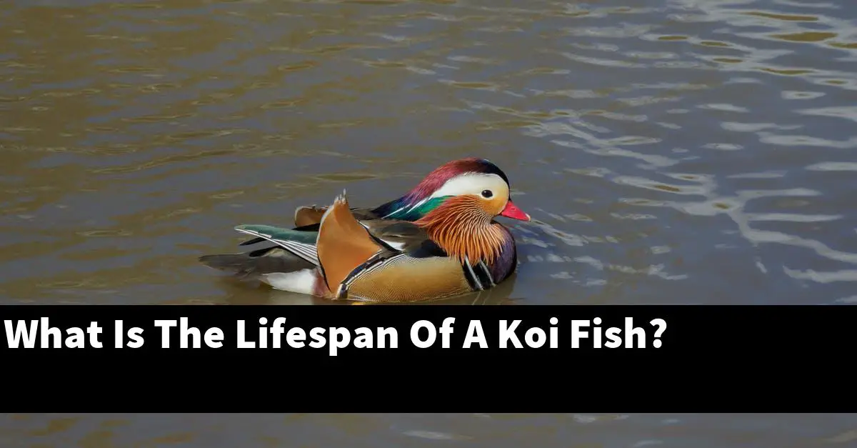 What Is The Lifespan Of A Koi Fish?