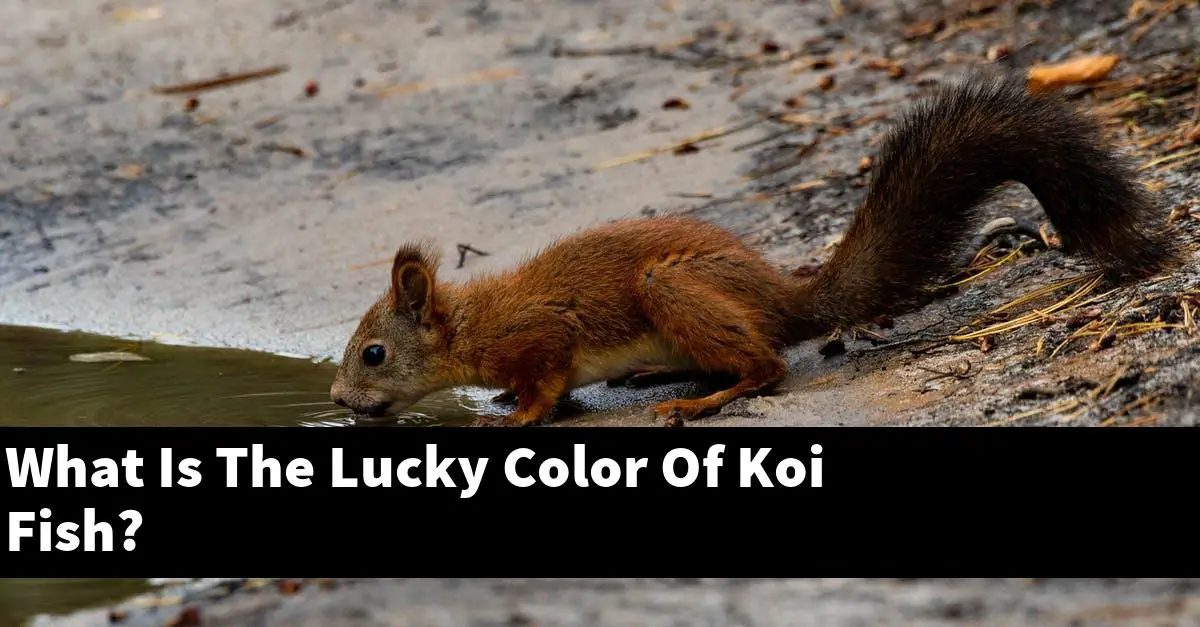 What Is The Lucky Color Of Koi Fish?