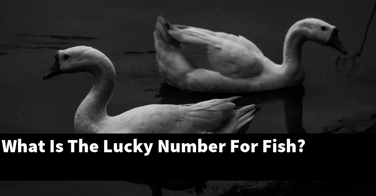 What Is The Lucky Number For Fish?