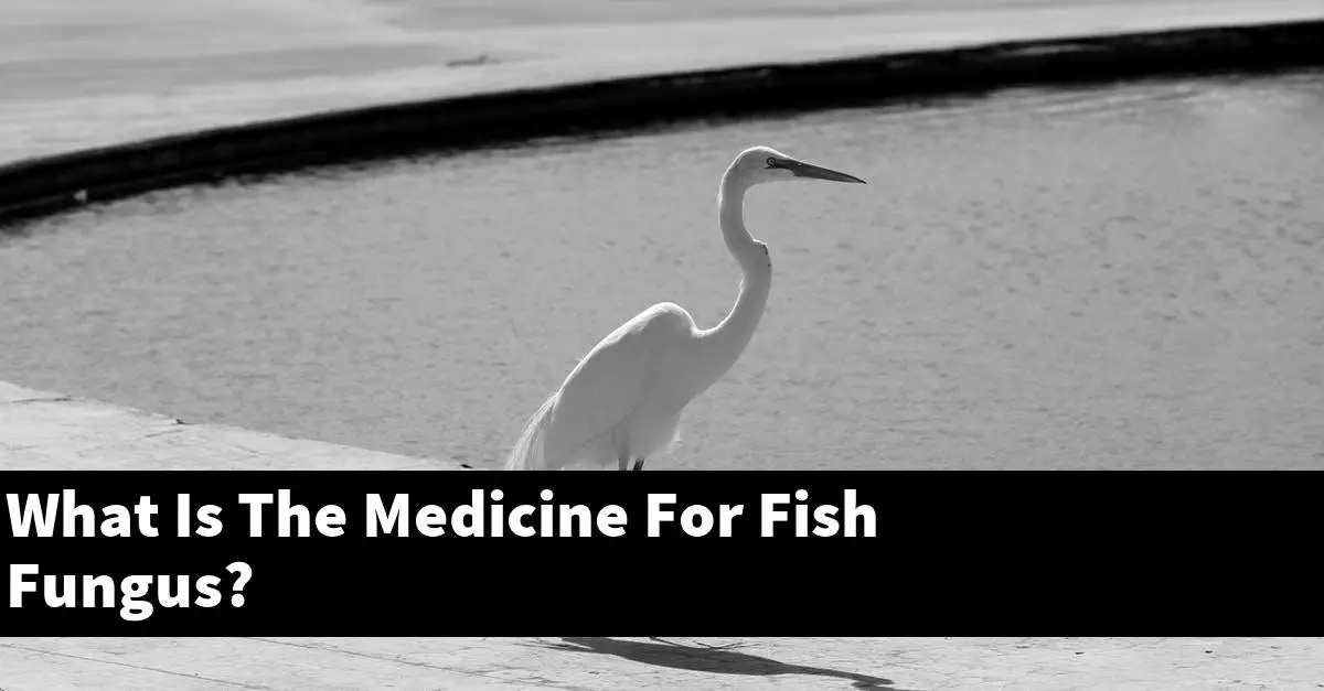 What Is The Medicine For Fish Fungus?