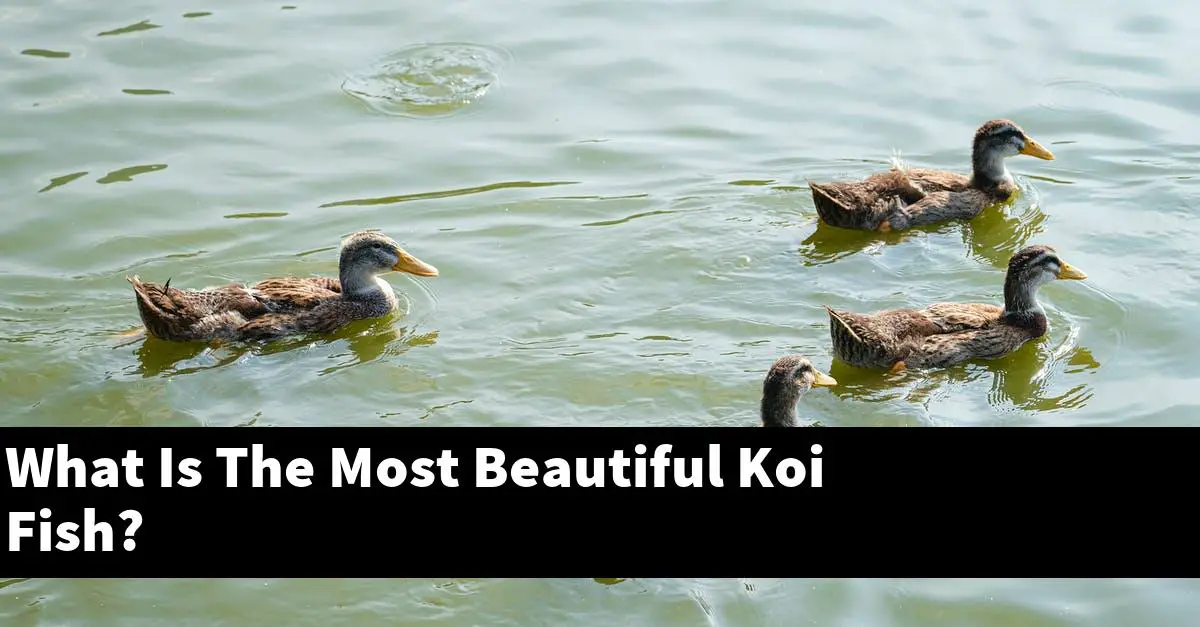 What Is The Most Beautiful Koi Fish?