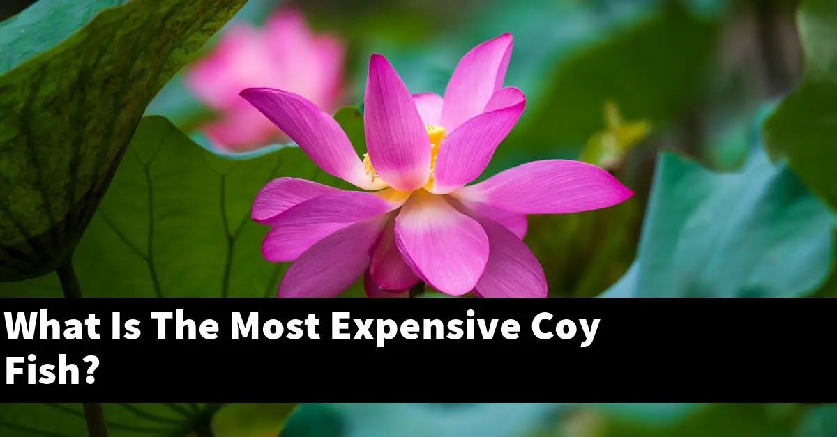 What Is The Most Expensive Coy Fish?
