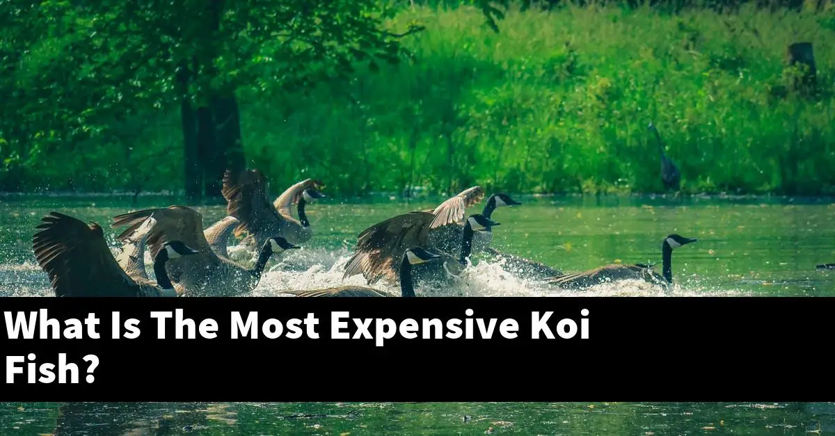 What Is The Most Expensive Koi Fish?