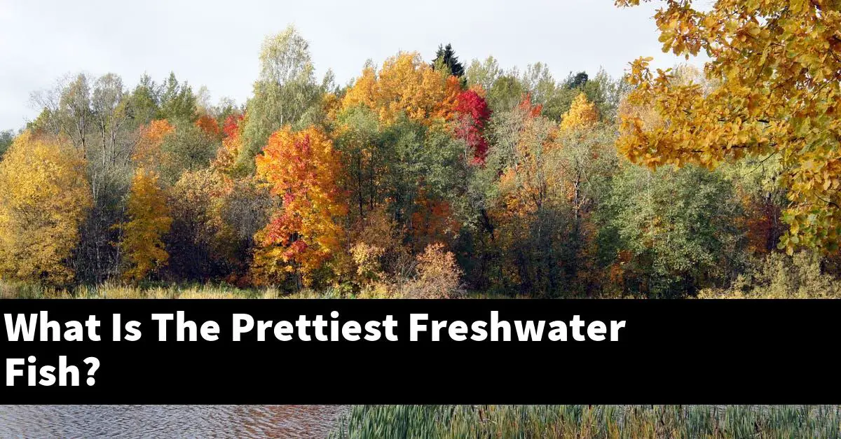 What Is The Prettiest Freshwater Fish?