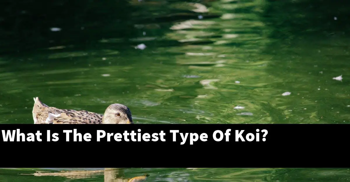 What Is The Prettiest Type Of Koi?