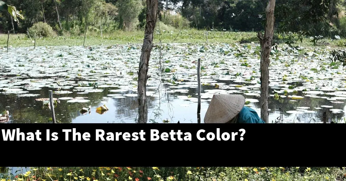 What Is The Rarest Betta Color?