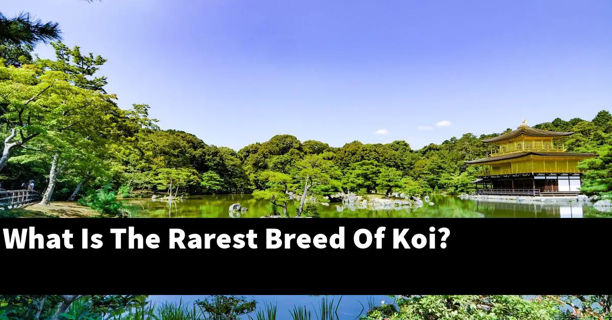 What Is The Rarest Breed Of Koi?