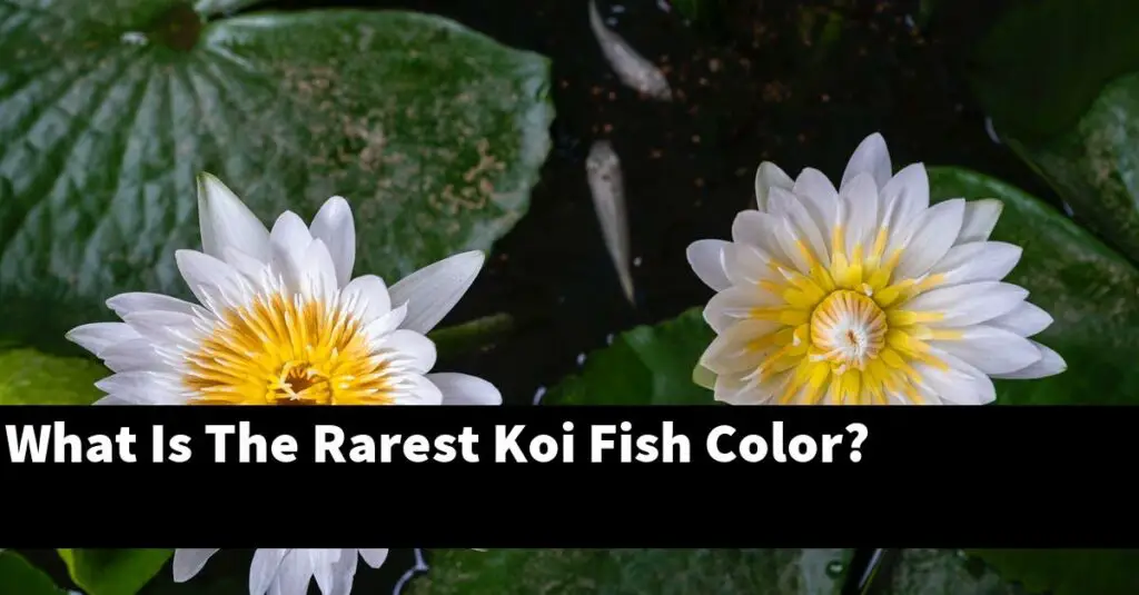 What Is The Rarest Koi Fish Color? [2025 Guide] Gold Koi Fish