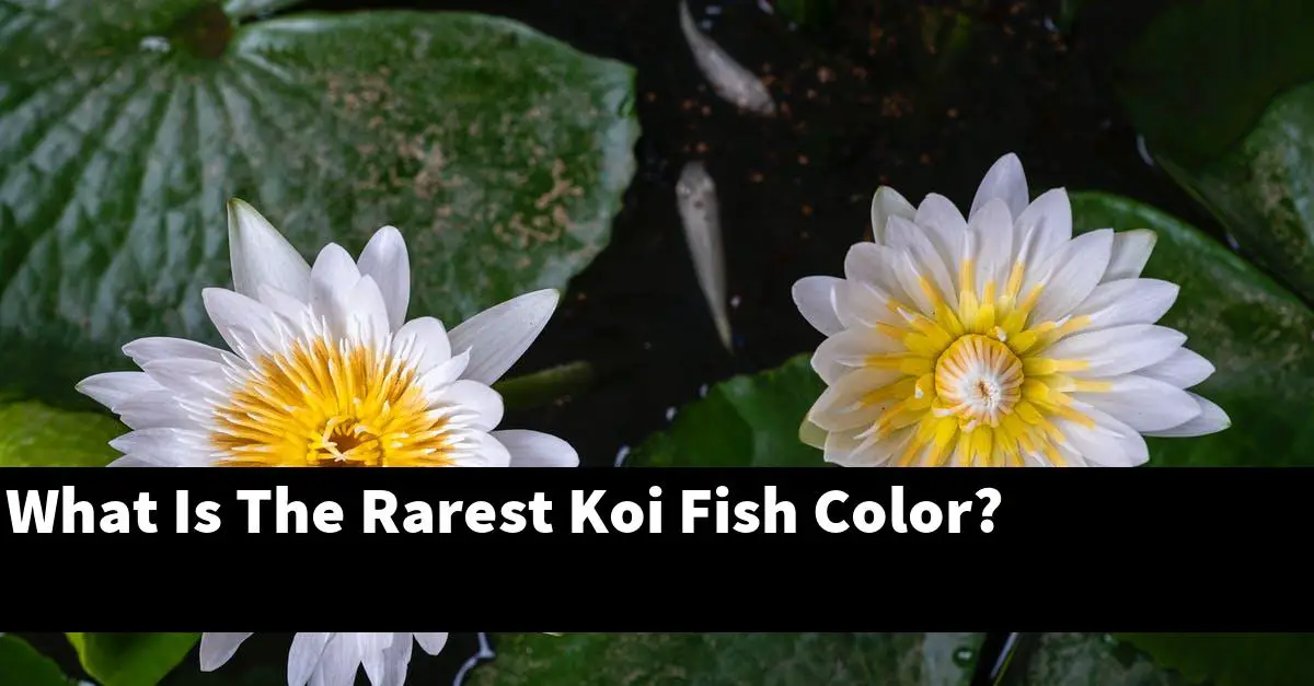 What Is The Rarest Koi Fish Color?