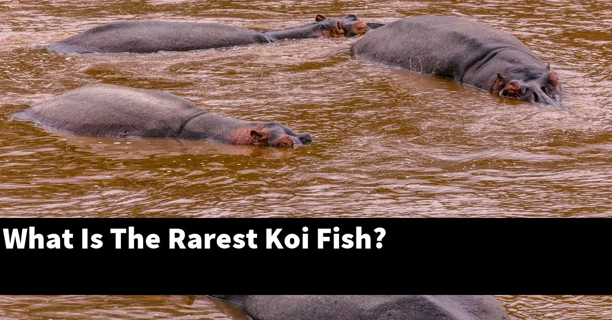 What Is The Rarest Koi Fish?