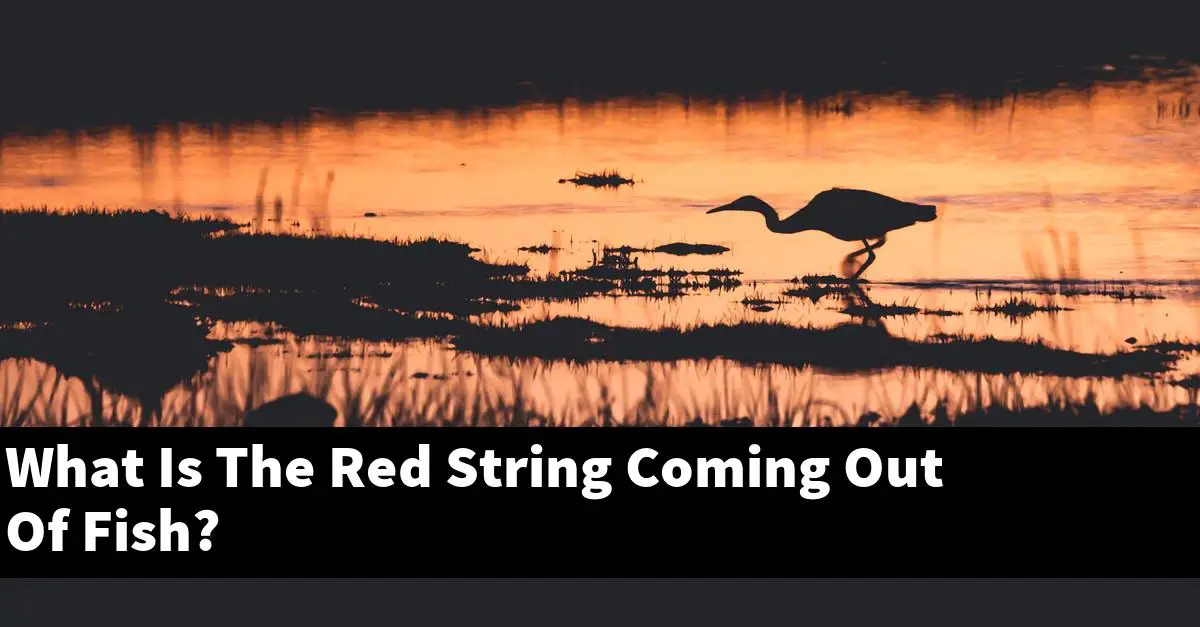 What Is The Red String Coming Out Of Fish?