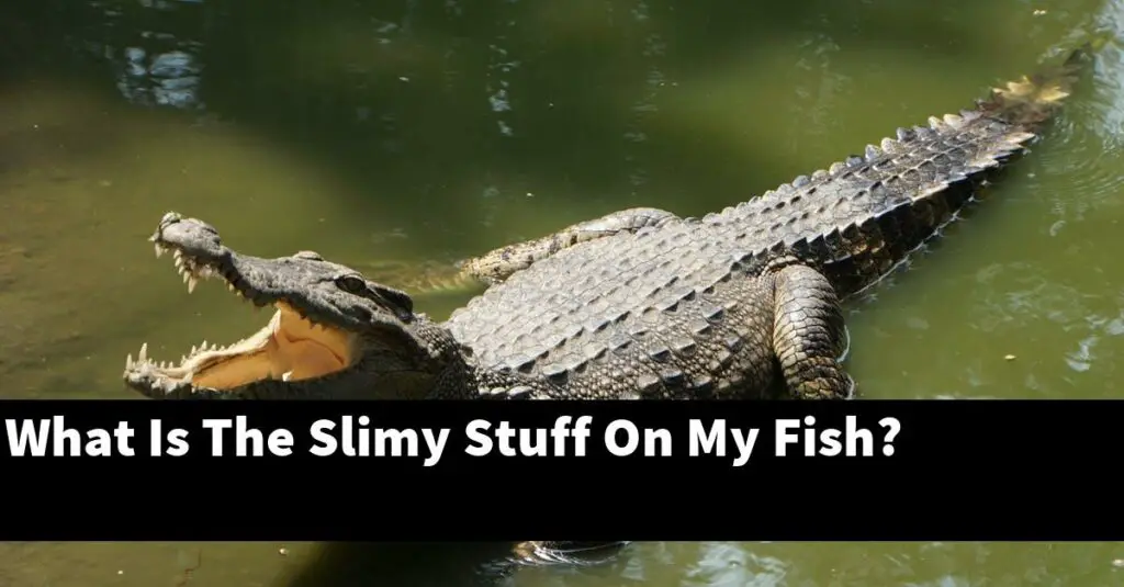 What Is The Slimy Stuff On My Fish? [2024 Guide] Gold Koi Fish