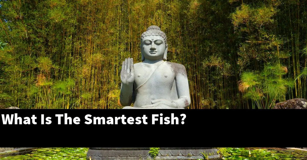 What Is The Smartest Fish?