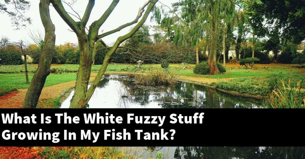What Is The White Fuzzy Stuff Growing In My Fish Tank? [2024 Guide