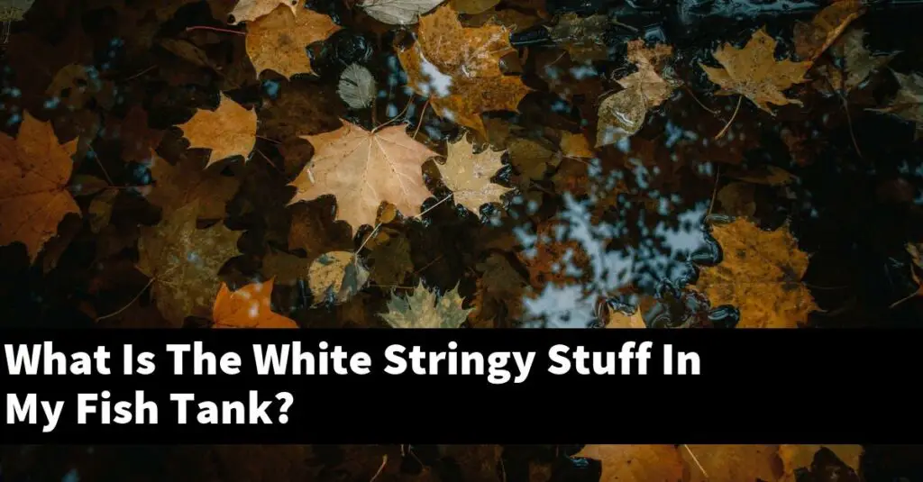 what-is-the-white-stringy-stuff-in-my-fish-tank-2022-guide-gold