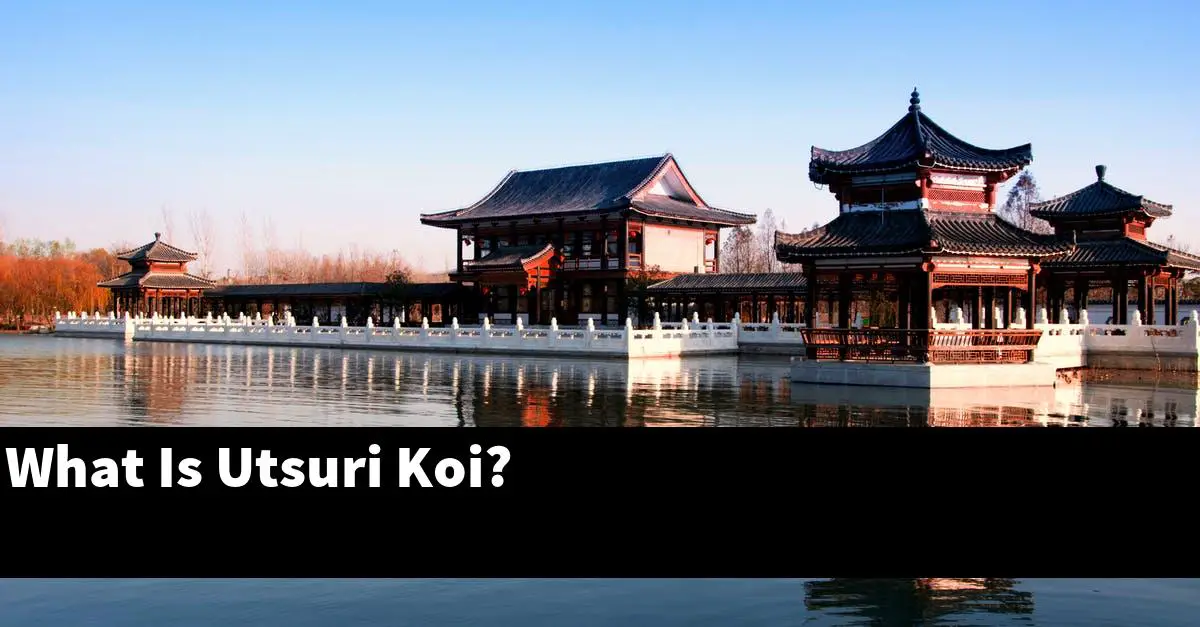 What Is Utsuri Koi?