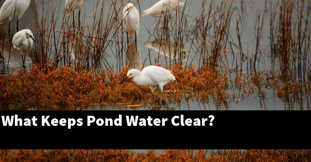 What Keeps Pond Water Clear?