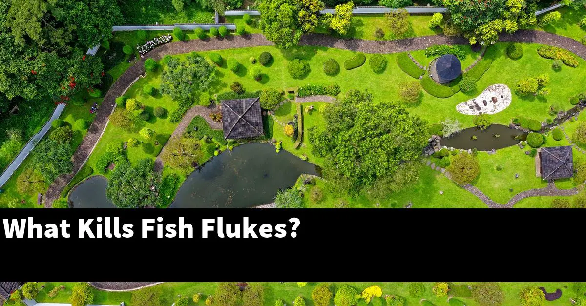 What Kills Fish Flukes?