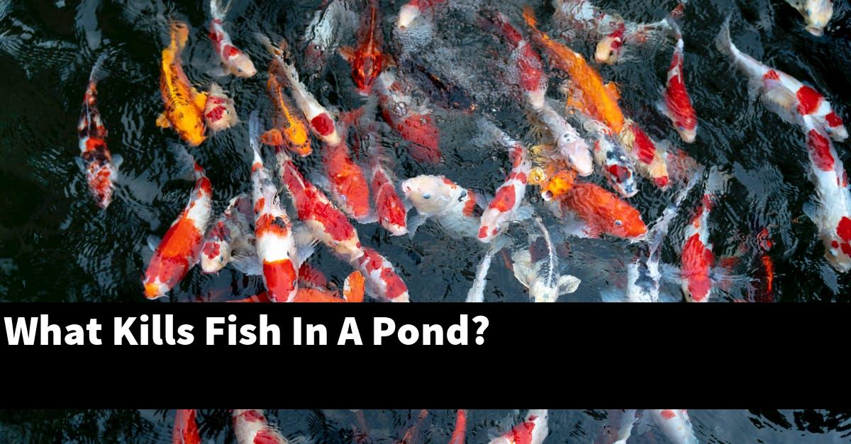 What Kills Fish In A Pond?